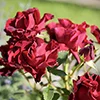 роза чайногибридная оммаж а барбара