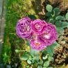роза флорибунда хаддерсфилд хорал сосаети