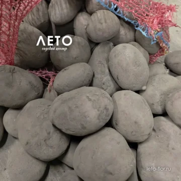 Картофель семенной Маяк Э 1кг