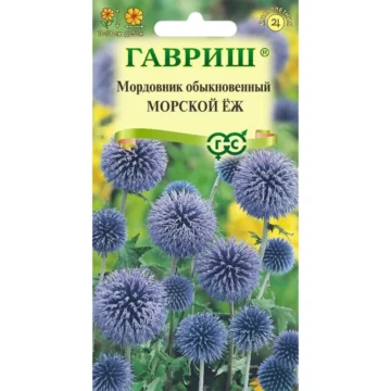 Мордовник обыкновенный 