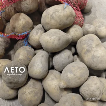 Картофель семенной Импала Э 2кг