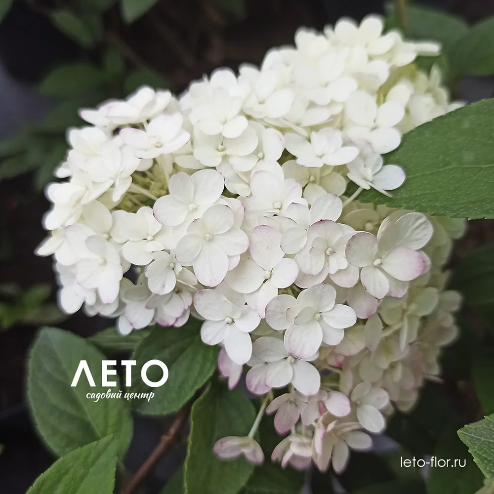 гортензия метельчатая бобо