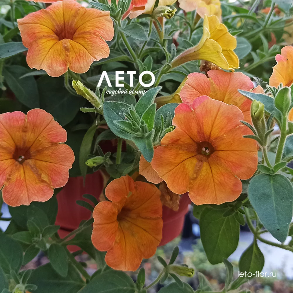 петуния ампельная