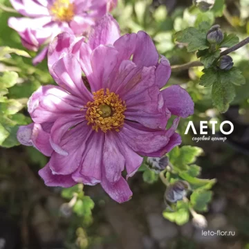 Ветреница (анемона) гибридная 