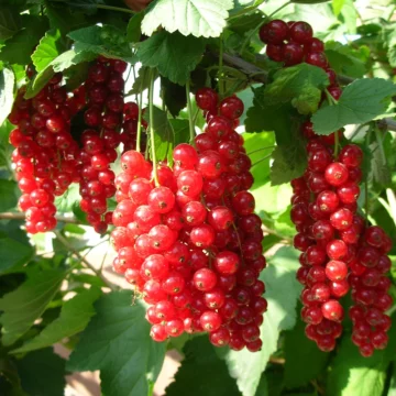 Смородина красная 