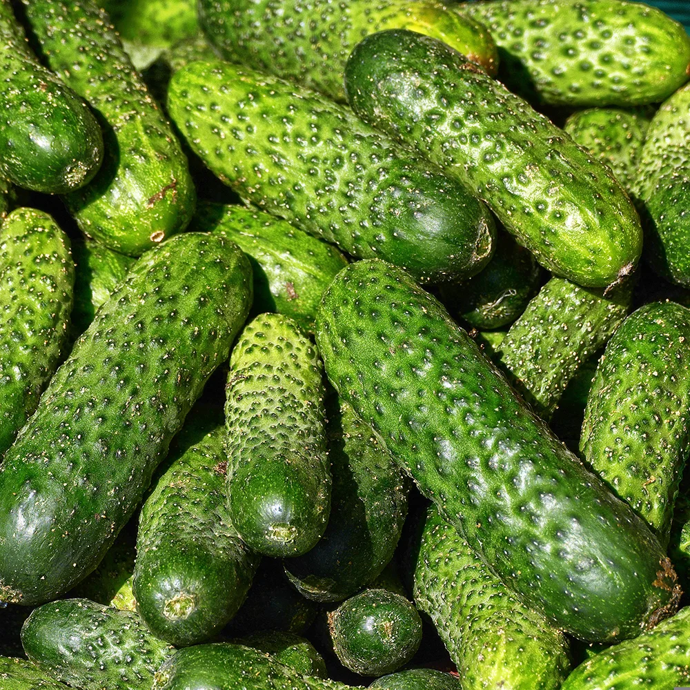 рассада огурца 6шт