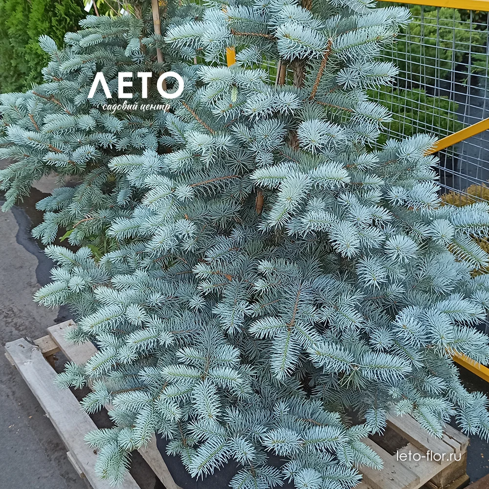 ель колючая голубая