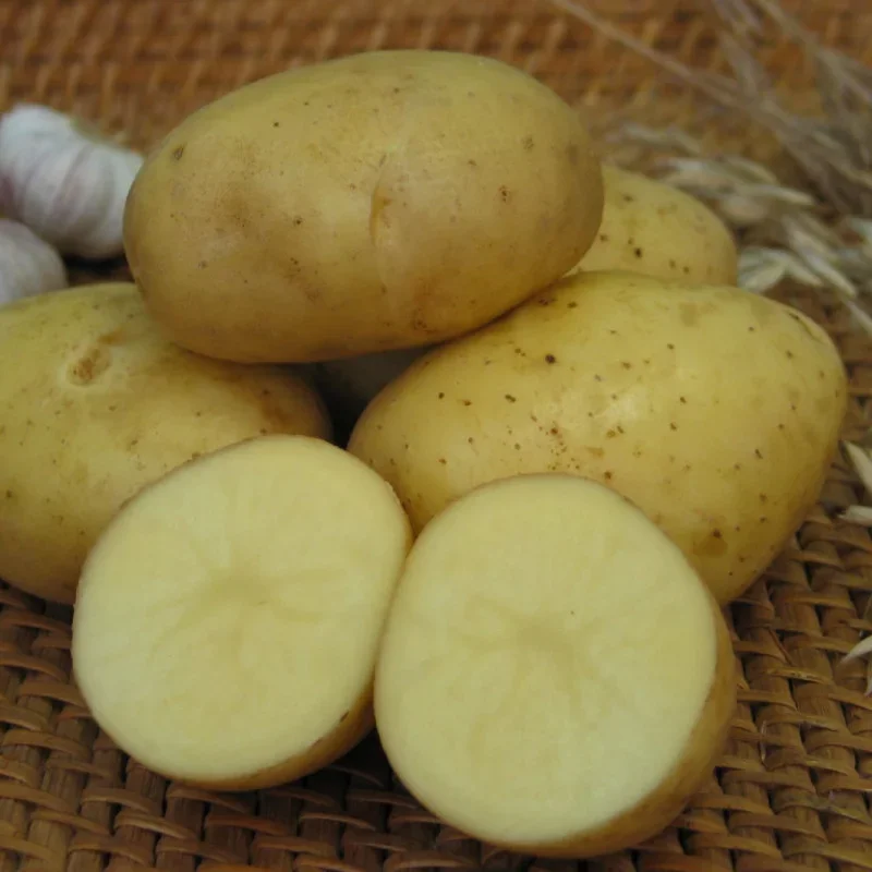 Картофель семенной Триумф 2кг