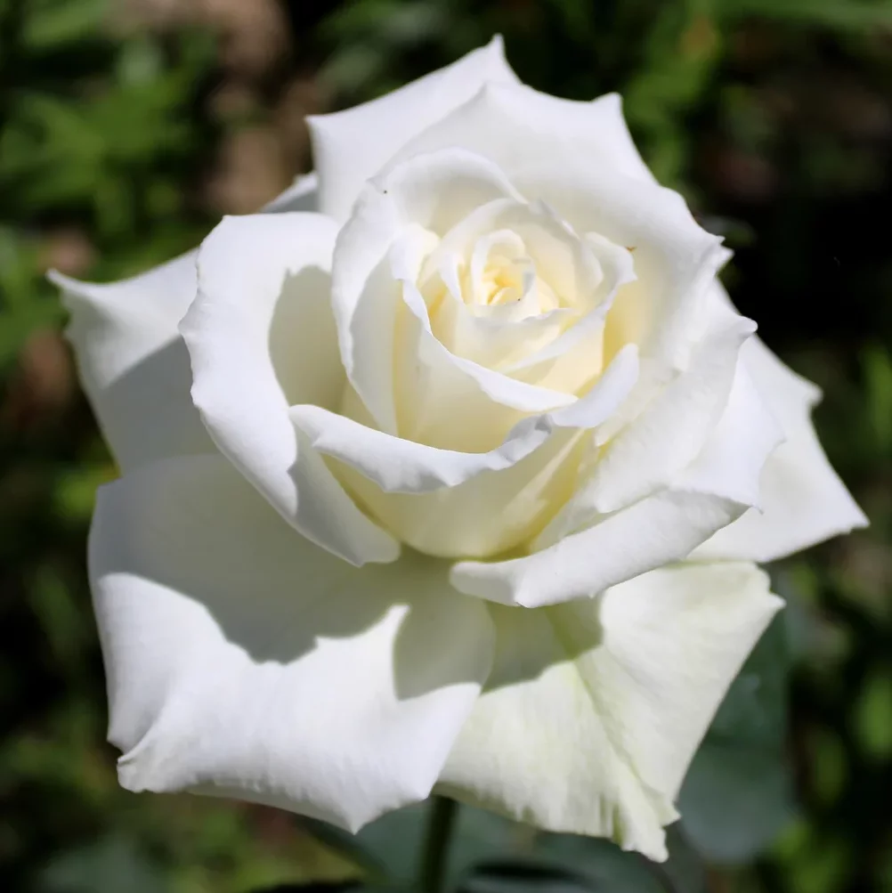 Роза чайногибридная Паскали