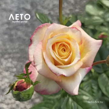 Роза чайногибридная 