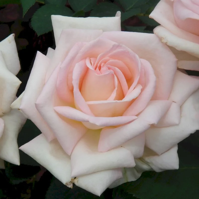 Роза чайногибридная Жардин де Багатель