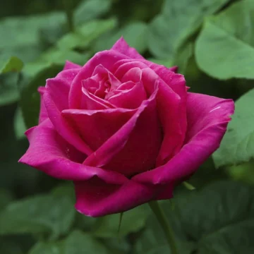 Роза чайногибридная 