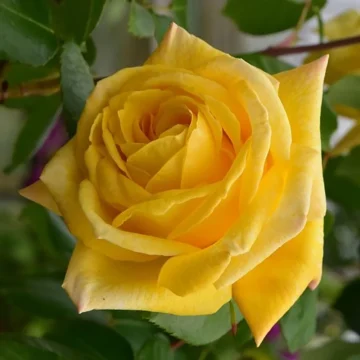 Роза плетистая 