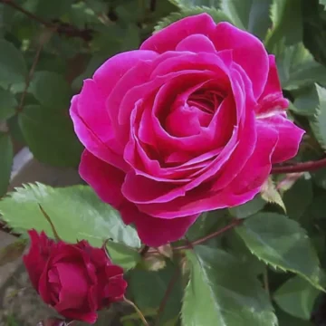 Роза канадская 