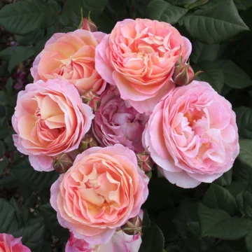 Роза парковая 