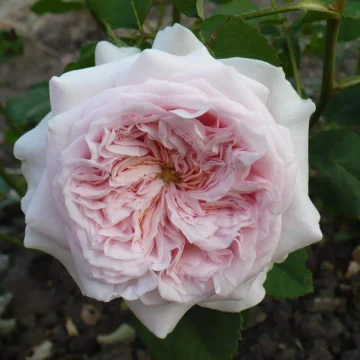 Роза английская 