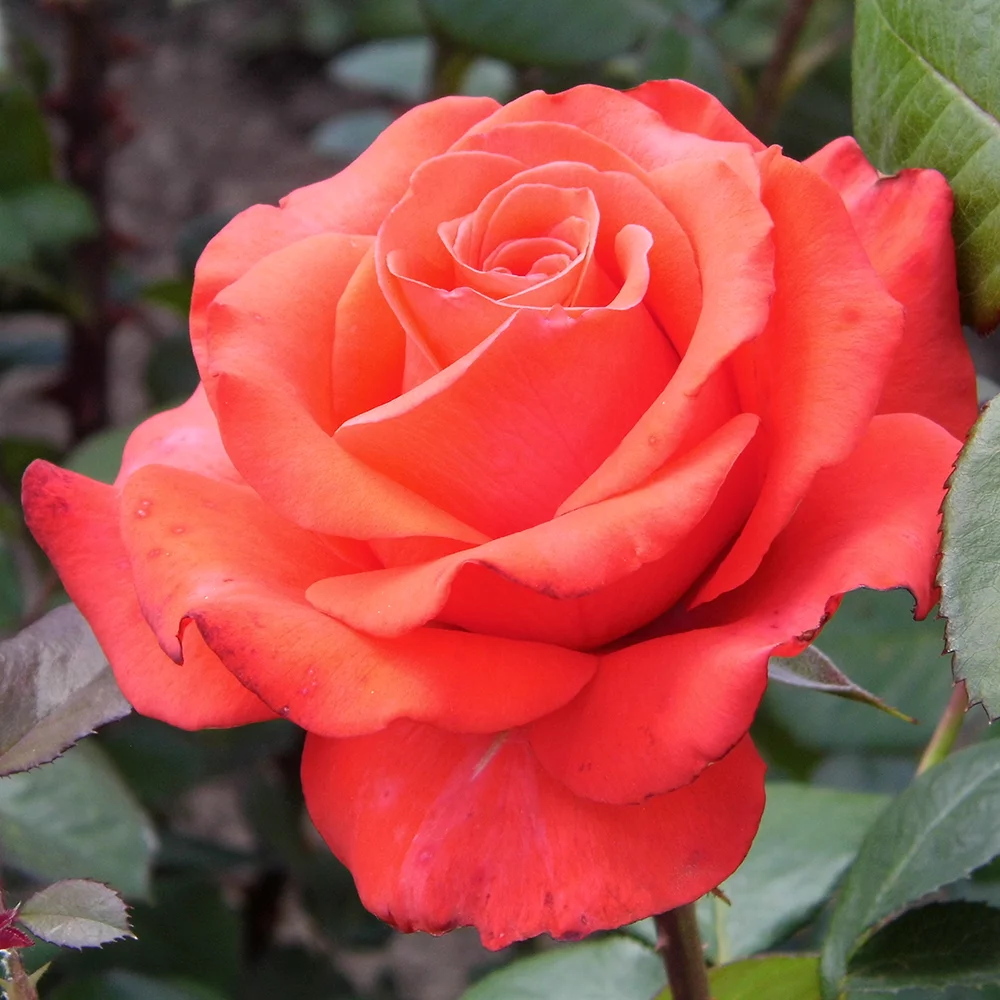 Роза �айногиб�идная Голд��ейнпе�ле купить в Заокском
