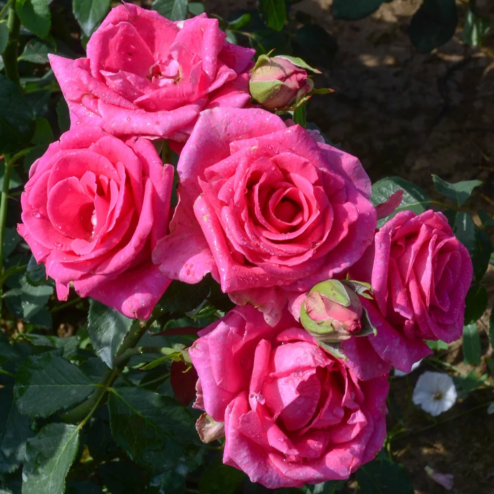 Роза �айногиб�идная Пава�о��и купить в Заокском