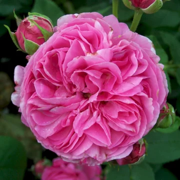 Роза бурбонская плетистая 
