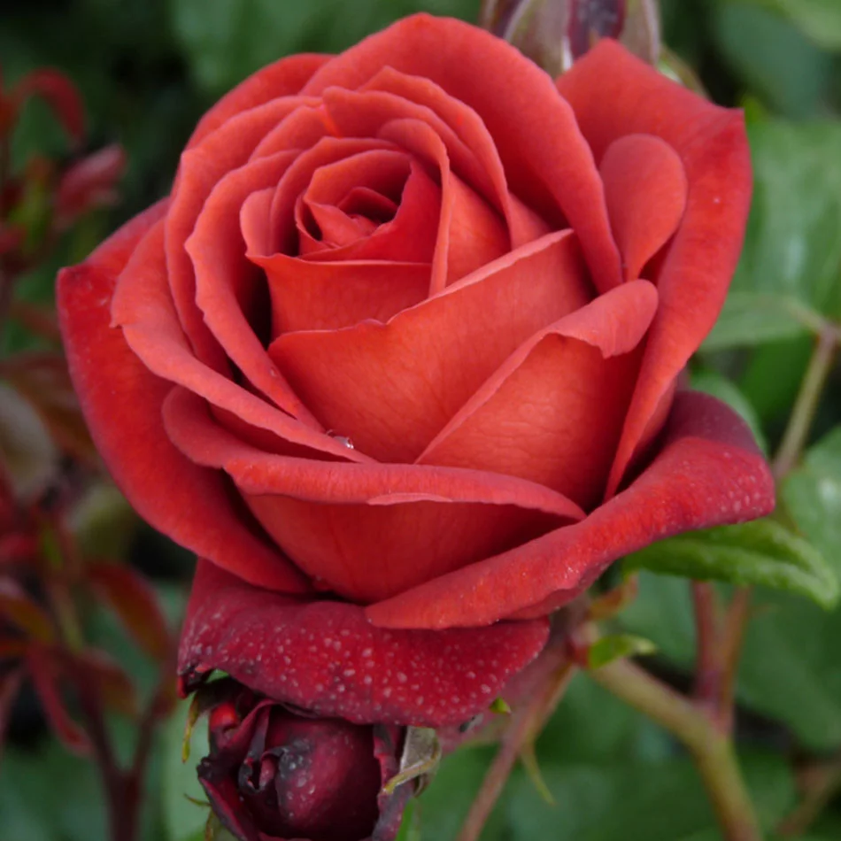 Роза чайногибридная Терракота