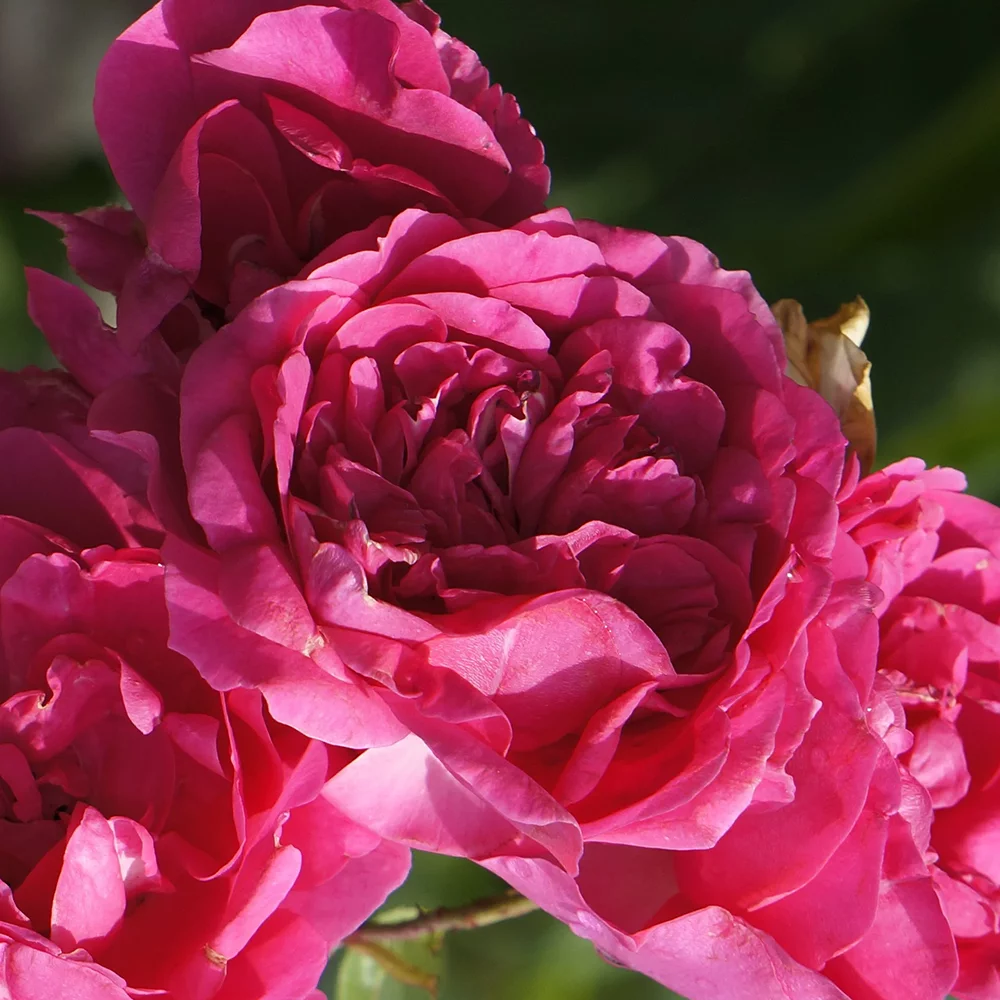 Роза канадская Морден Руби