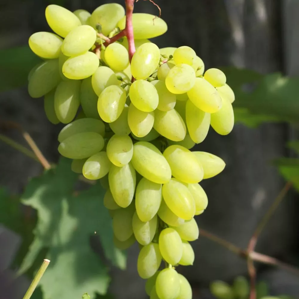 Виноград столовый Тимур
