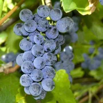Виноград винный 
