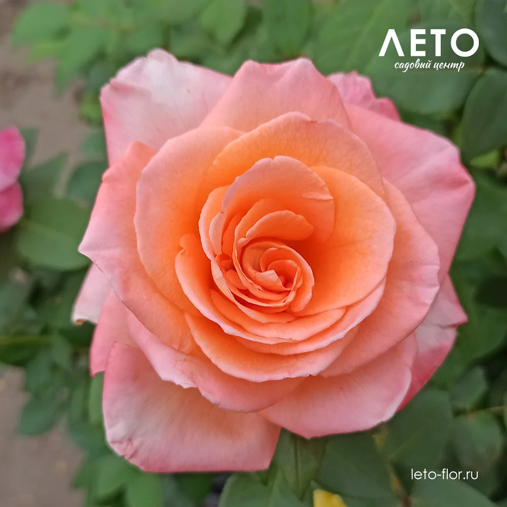 Роза �айногиб�идная Амба��адо� купить в Заокском