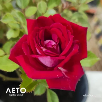 Роза миниатюрная 