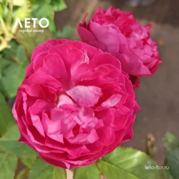 Роза парковая 