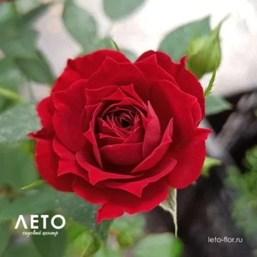 Роза почвопокровная 